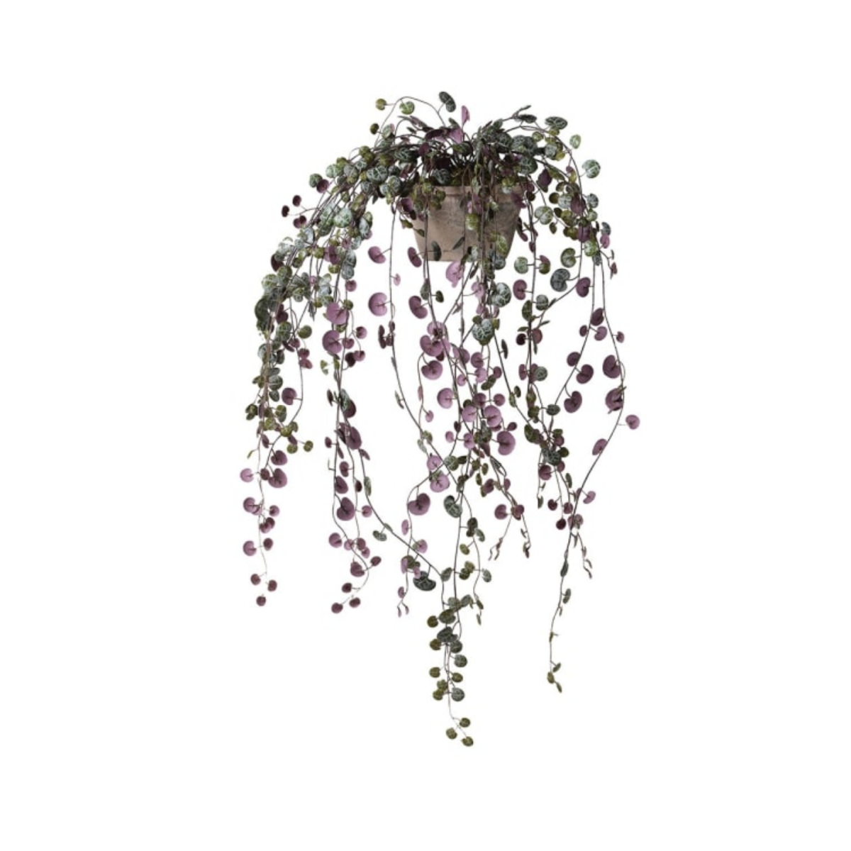 Potted Purple Angel Vine