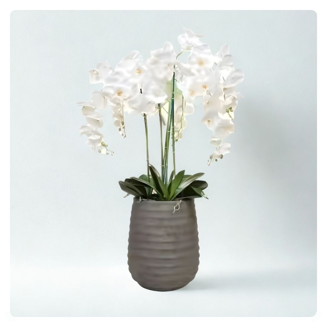 AN-Orchid Phal Beauty Taupe Tall 105cm