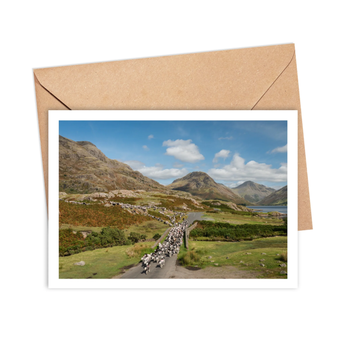 Gathering Herdwick Sheep Greeting Card