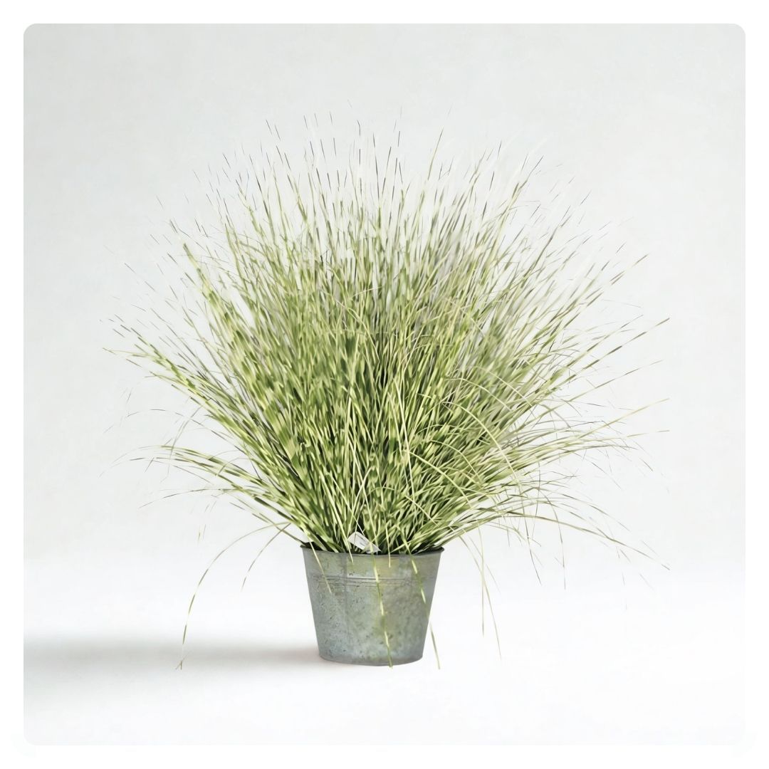 Zebra Grass in metal pot 86cm