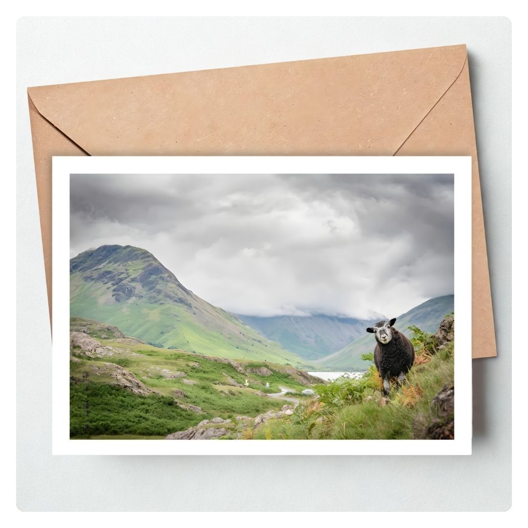 Herdwick Lamb Card