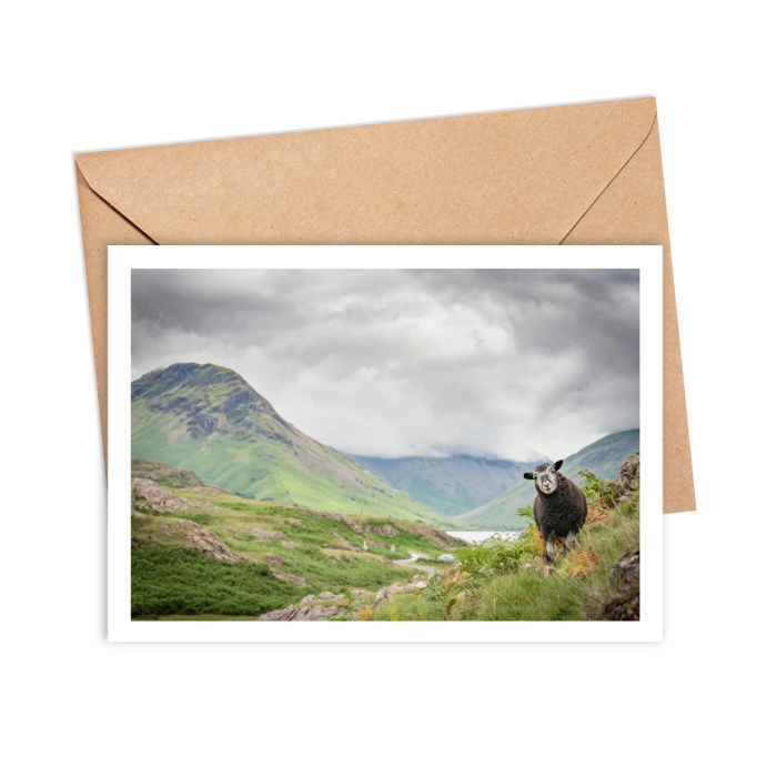 Herdwick Lamb Greeting Card