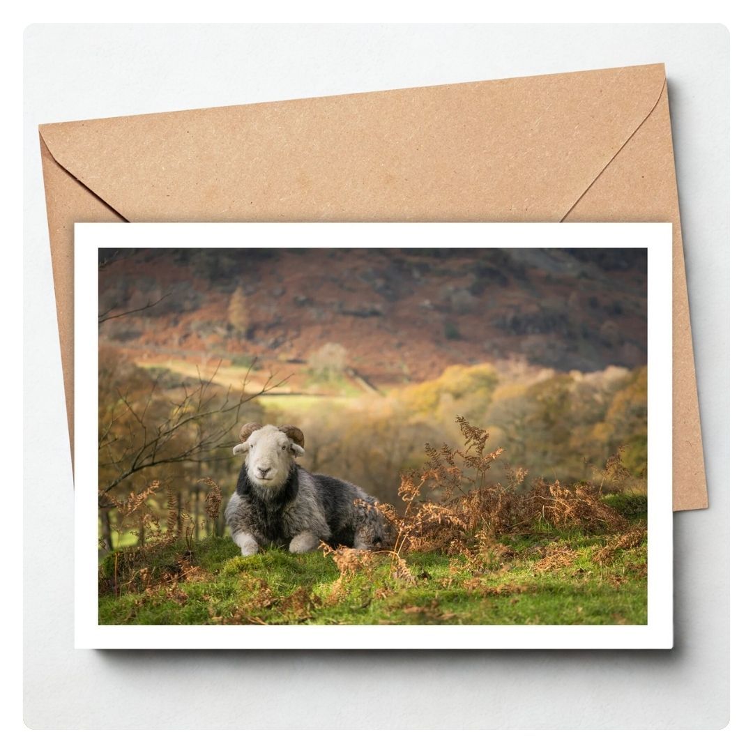 Herdwick Tup Card