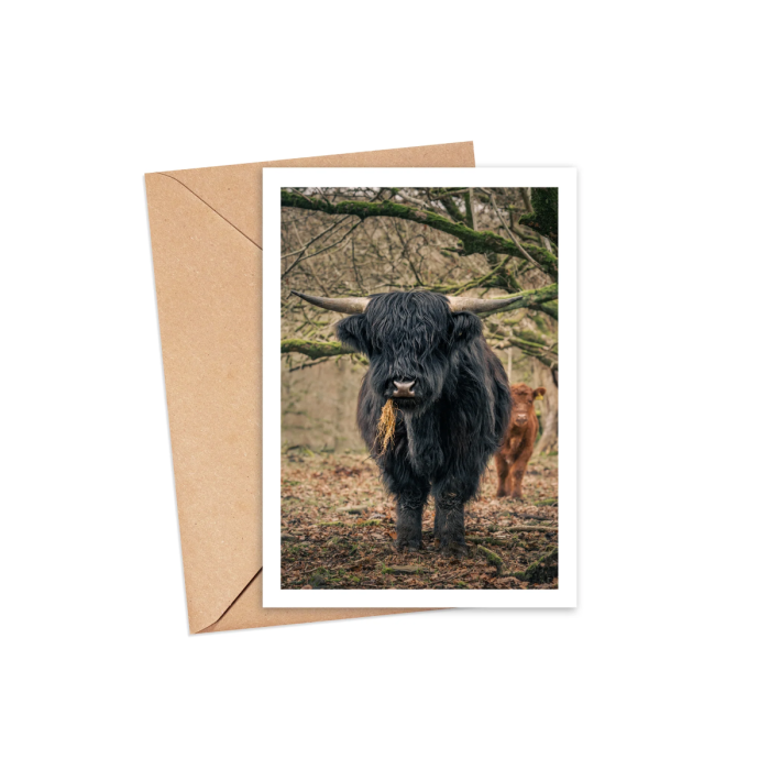 Highland Bullock Greeting Card