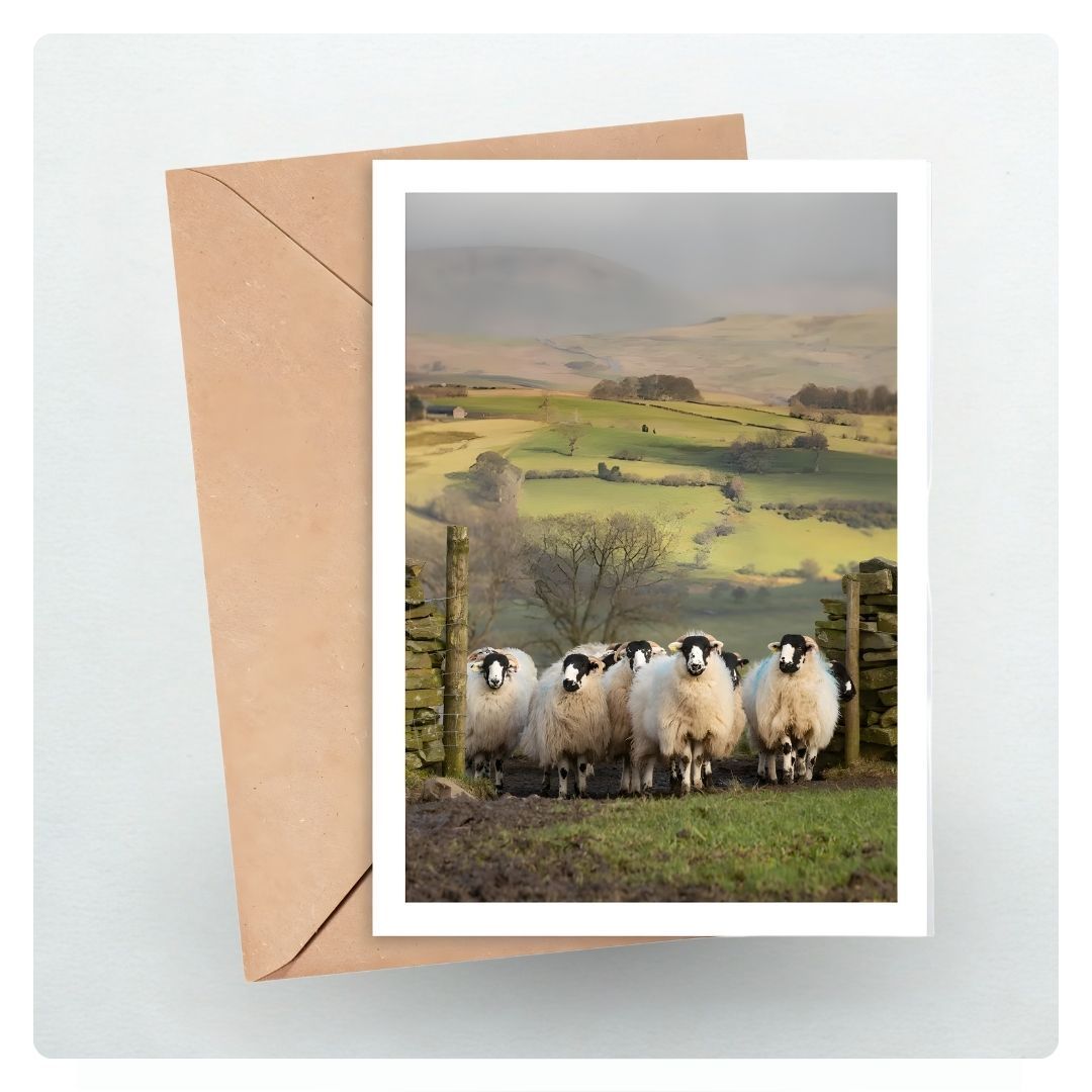 Kendal Rough Sheep Card