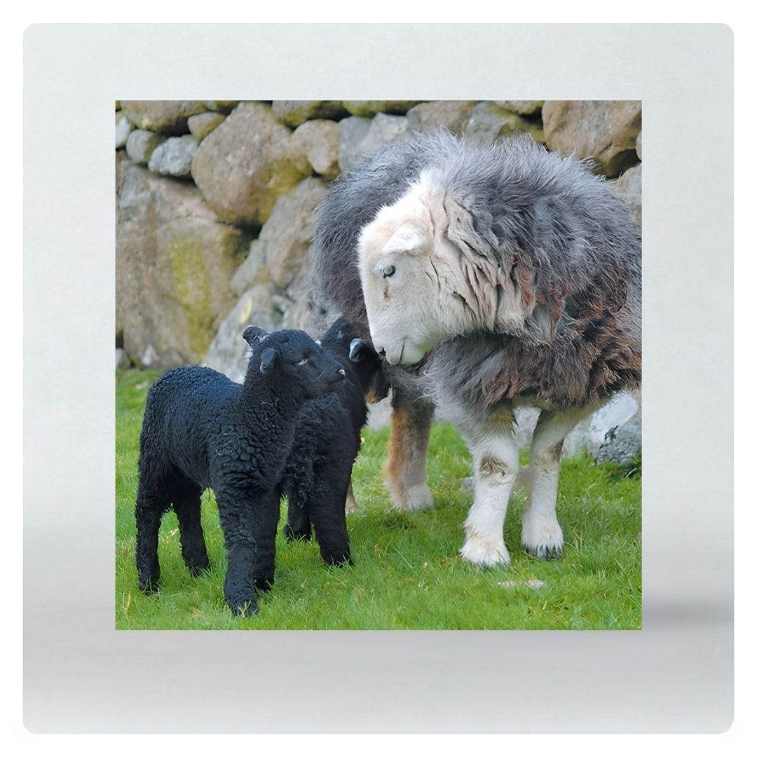 Herdwick Family Greeting Card