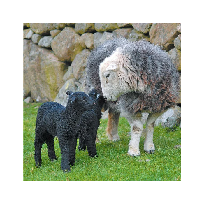 Herdwick Family Greeting Card