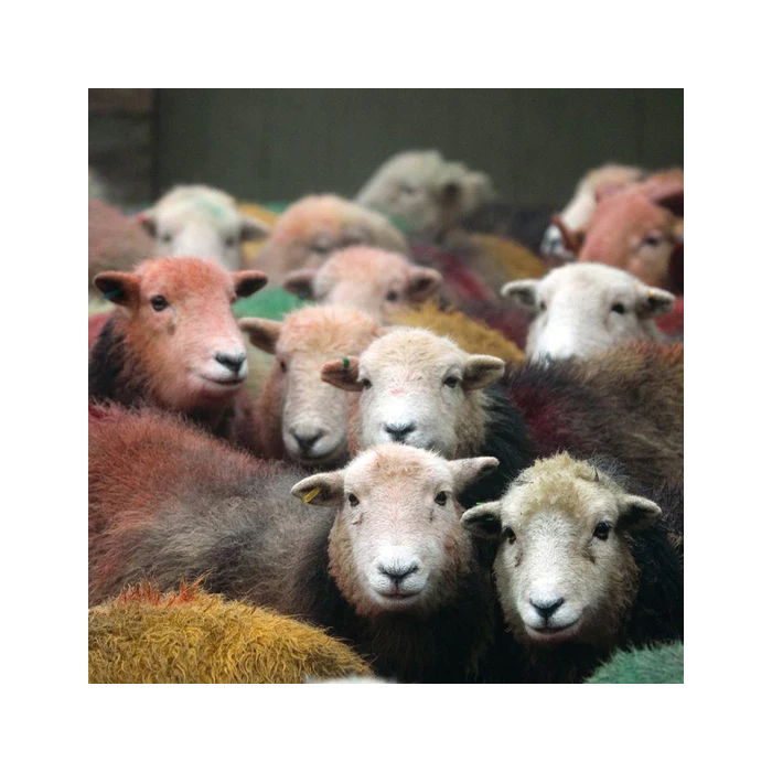 Herdwick Gang Greeting Card