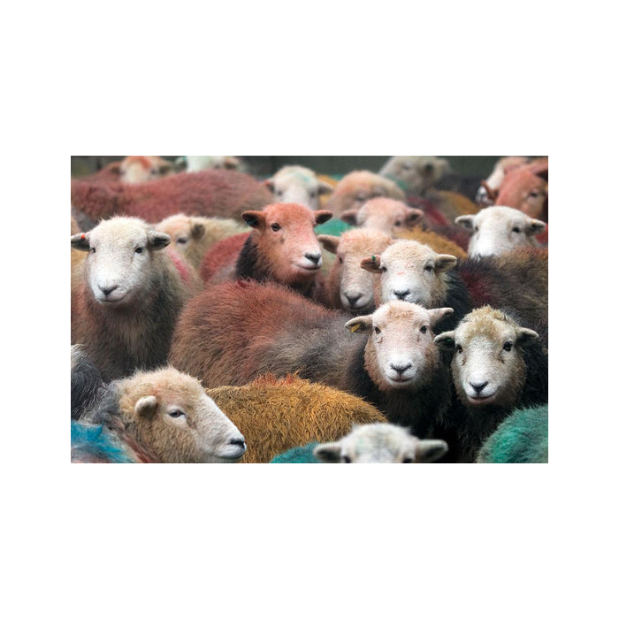 Herdwick Gang Tea Towel