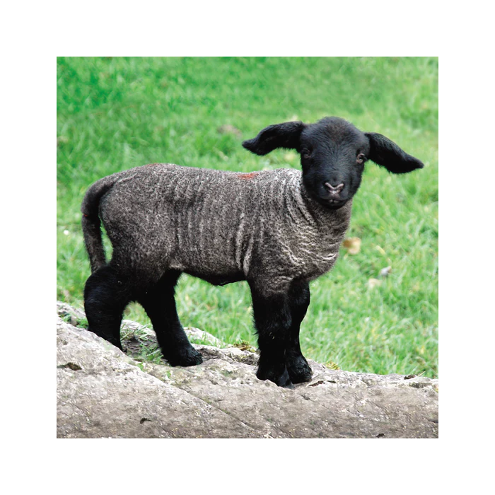Lugs and Legs Greeting Card