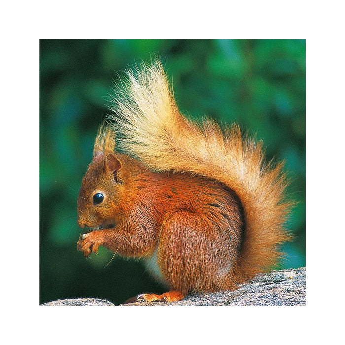 Red Squirrel Greeting Card