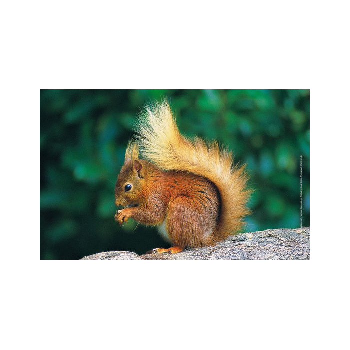 Red Squirrel Tea Towel