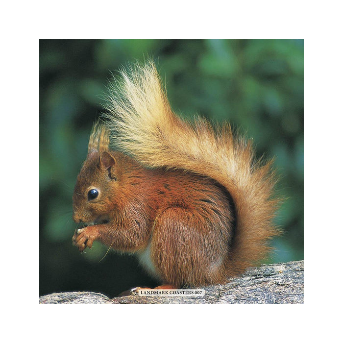 Red Squirrel Coaster