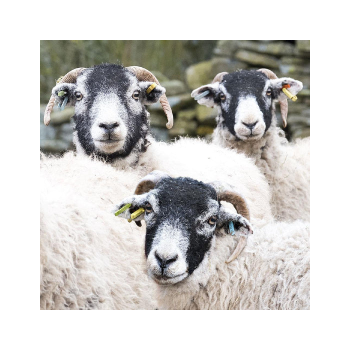 Swaledale Coaster