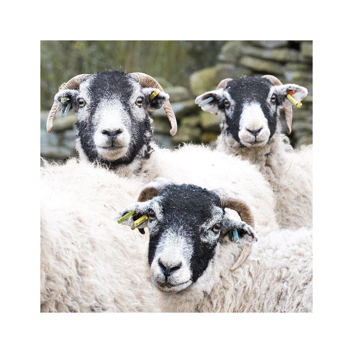 Swaledale Sheep Greeting Card