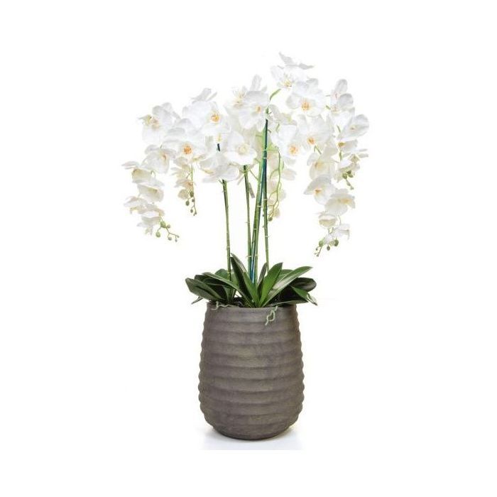 AN-Orchid Phal Beauty Taupe Tall 105cm