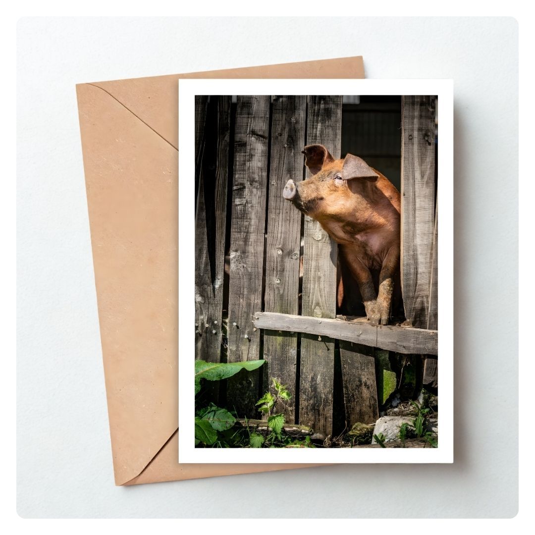 Pig Greeting Card
