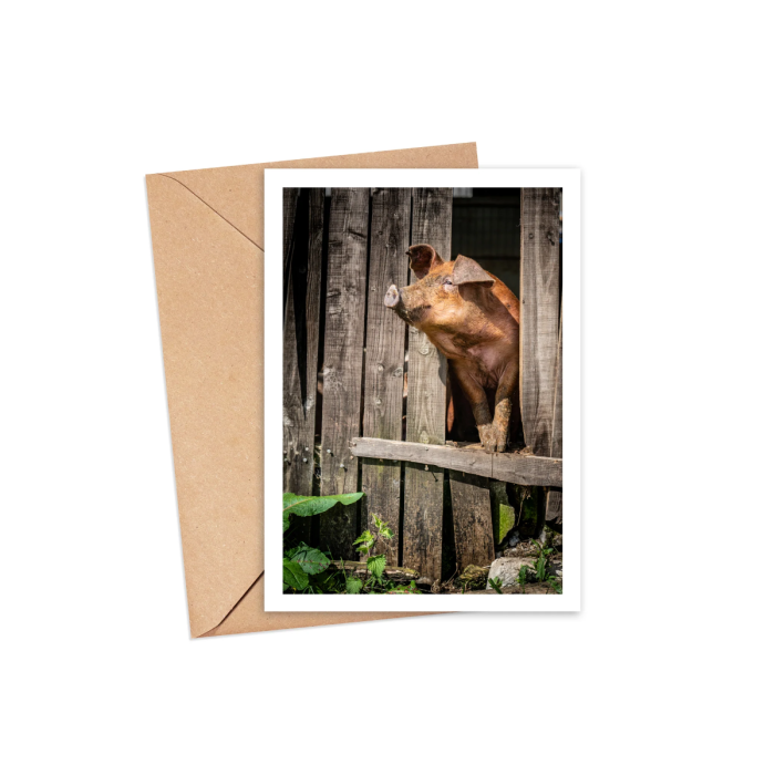 Pig Greeting Card