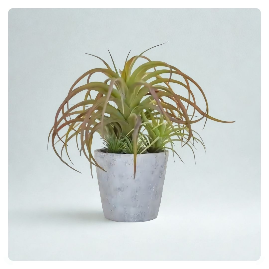 Succulent Air Plant Pot