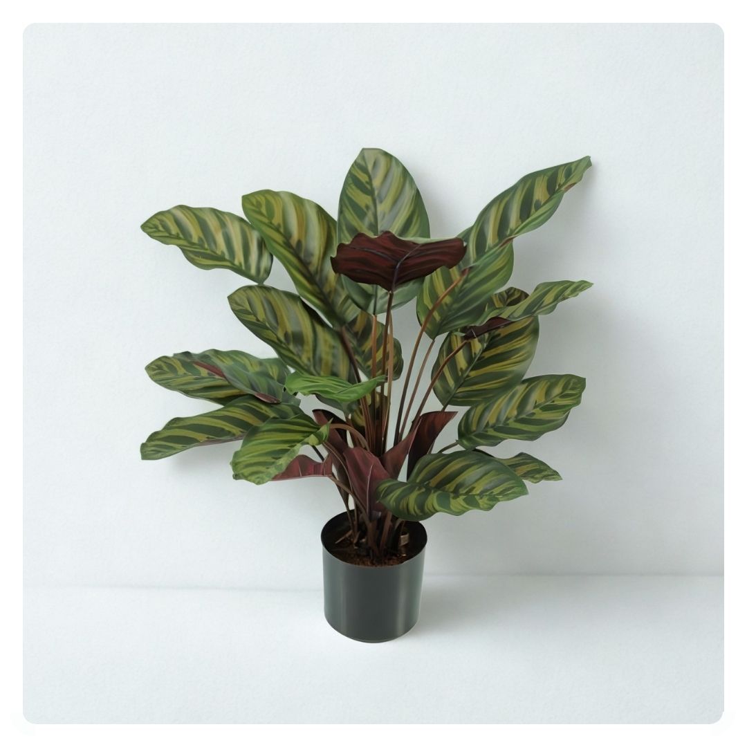 Plants Base Potted Calathea Makoyana Bush