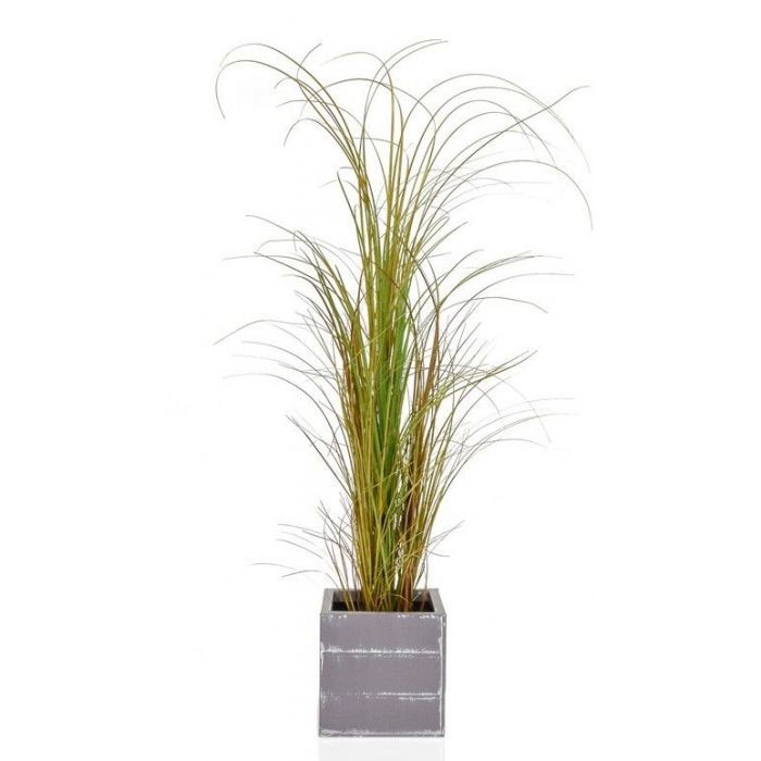Curved Grass in Pot