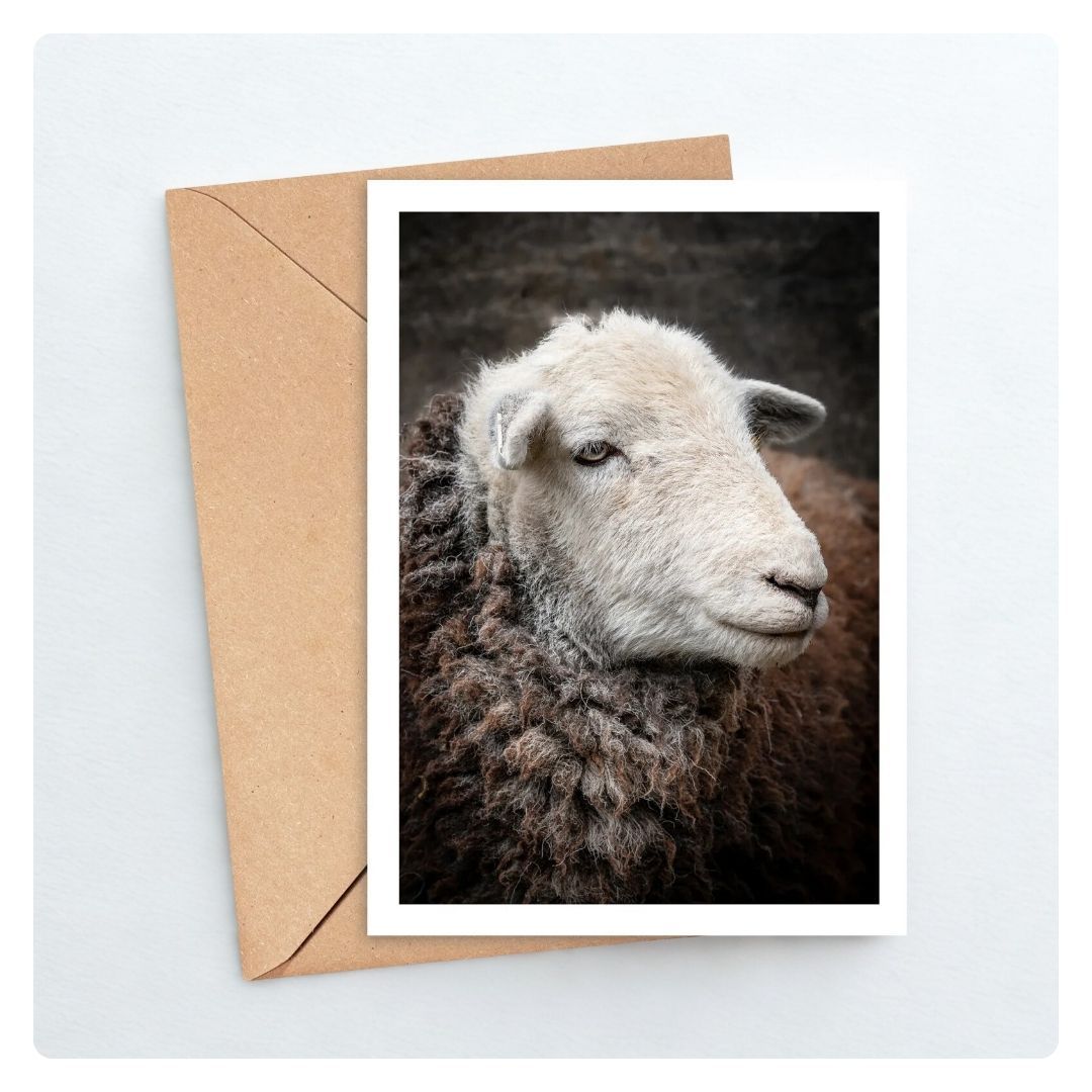 Yan Amy's Favourite Herdwick Card